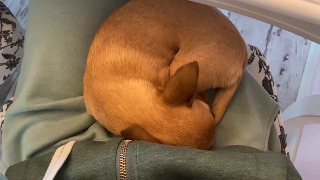 Как мы стрижем когти чихуахуа. Впечатления от поездки с собакой на машине в отпуск #amydog смотреть онлайн