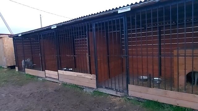 Щенков и лаек кормлю на ночь смотреть онлайн