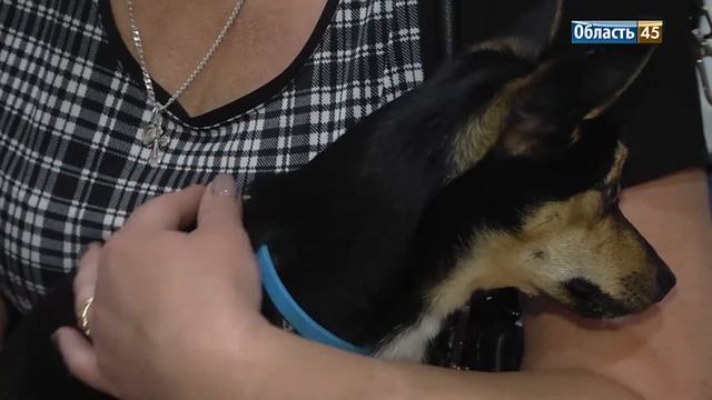 Трёхлапый кот Лаки, которого предали хозяева, и звезда интернета - хрюшка Джузеппа смотреть онлайн