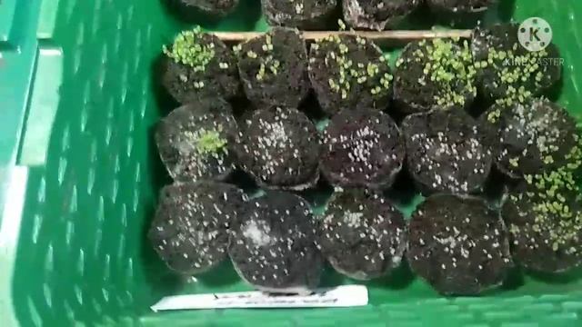 Всходы перцев, баклажанов, лобелии. смотреть онлайн