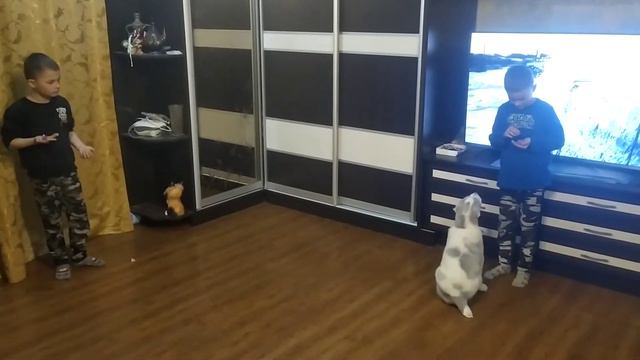 Щенок алабай и дети. Учим команду ко мне. смотреть онлайн