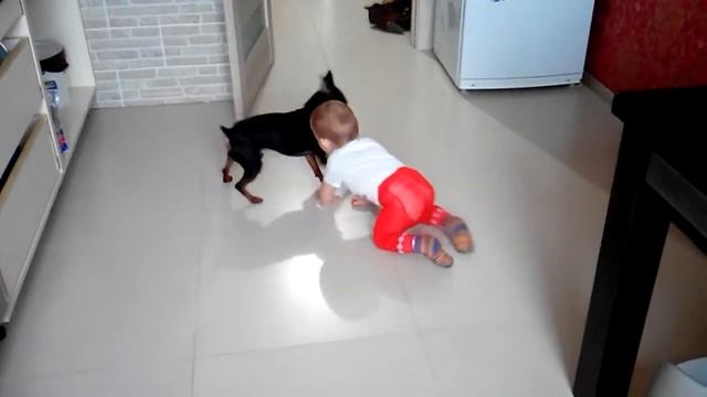 Цвергпинчер играет с ребёнком, или наоборот))) смотреть онлайн