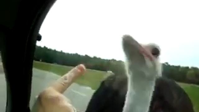 Страус не позавтракал Т_Т смотреть онлайн