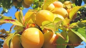 Слива желтая Самоплодная (prunus domestica) ? обзор: как сажать, саженцы сливы Самоплодная