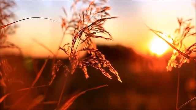 ВСПОМНИМ ЛЕТО Муз. С.Городков, Сл.В.Карелина, вокал Л.Новикова-Будилова смотреть онлайн