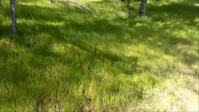 Лес, Днепр, шашлык/ Первый шашлык в этом году/ Отдых на природе... смотреть онлайн