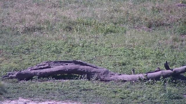 Djuma: Monitor Lizard at shallow end-Blacksmith Lapwings watching closely - 15:20 - 10/23/2023 смотреть онлайн