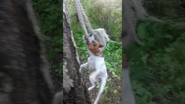 Джек Рассел - собака, которая лазит по деревьям смотреть онлайн
