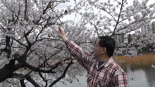 P1-4 Ueno Park Tokyo feeding Sparrows on Wednesday 2 April 2014. смотреть онлайн