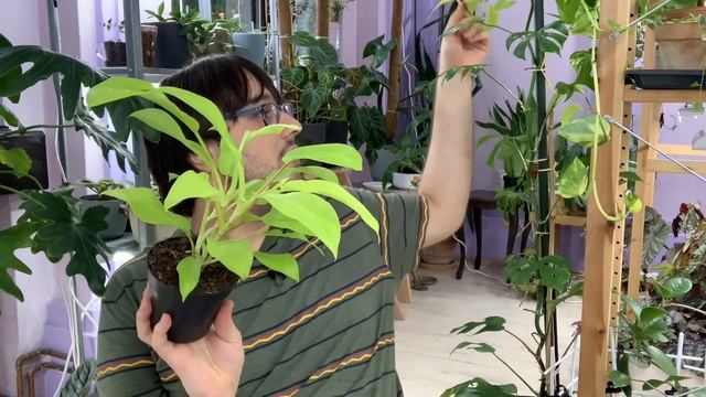 Plant Haul Summer 2020 | Hoya, Aroids & Orchids