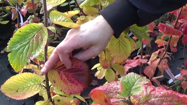 Viburnum lantana - Ostorménfa смотреть онлайн