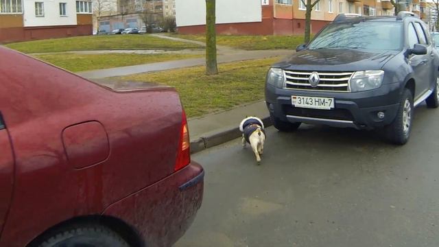 Прогулка с Эликом 1 апреля 2017_Video Dubrovsky смотреть онлайн