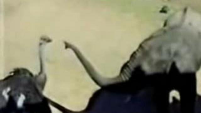 Слон vs страус смотреть онлайн