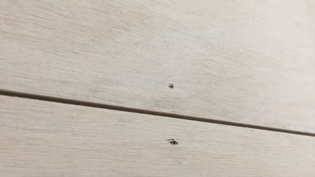 DIY Shiplap | Two Ways To Install DIY SHIPLAP On A Budget