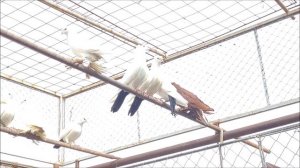 Сельские голуби. 8 04 2022 года. Голуби чернохвостые чубатые, Анатолия город Армавир.