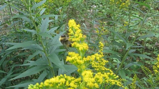 Золотарник канадский- целебные свойства*умная травка* смотреть онлайн