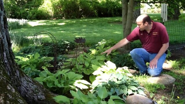 Hosta - Plantain Lily - Funkia - Hosta spp. | Low Maintenance Shade Groundcover смотреть онлайн