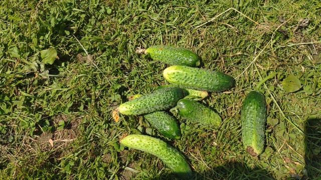 Первые огурчики, обрезка сосен, обзор дачи, начало июля смотреть онлайн