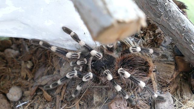 Паук Птицеед Acanthoscurria Geniculata | 22.03.2016