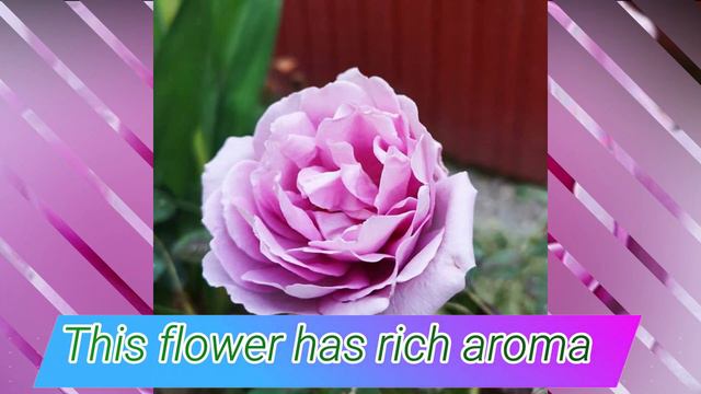 Harry Edland Rose /#Rose / #floriculture
