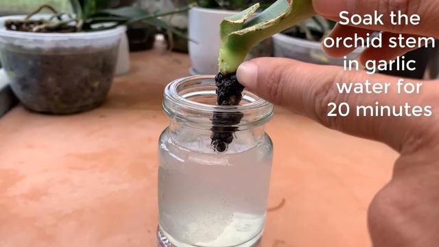 Plant 1 Orchid Leaf in this magical way! Roots Instantly Revive 300% смотреть онлайн