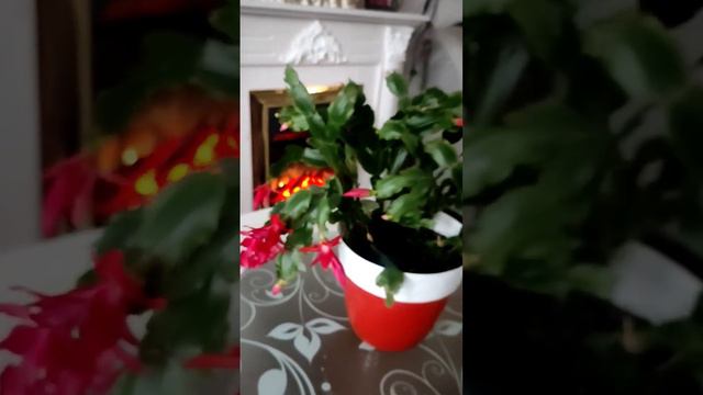 Декабрист цветет #декабрист#комнатныерастения#цветы