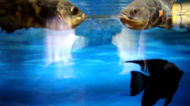 Мой аквариум Асронотусы дерутся