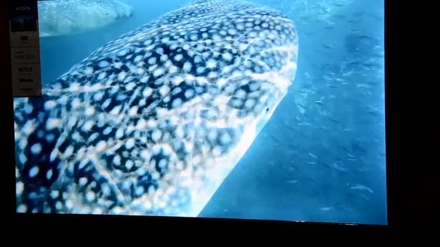 Телевизор Yasin Led 50 ud71 50 диагональ 4к UHD смотреть онлайн