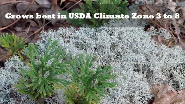 Reindeer Moss смотреть онлайн