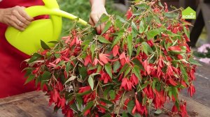 Бегония. Как правильно ухаживать и пересадить бегонию. Ампельная бегония пересадка и уход