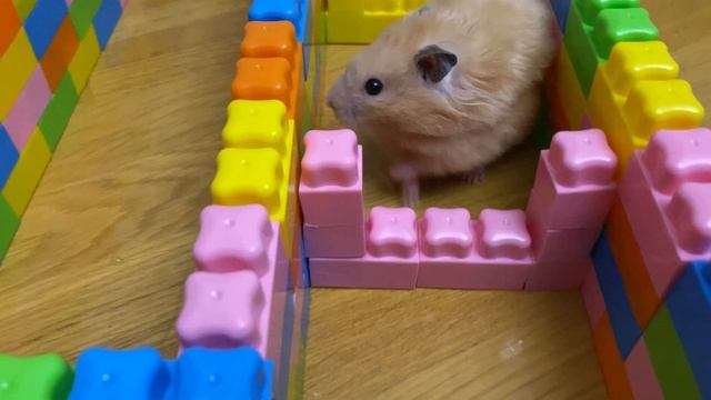 хомяк в лабиринте лего #hamster_in_the_maze_lego смотреть онлайн