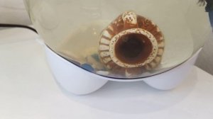 Как поменять воду рыбки петушок