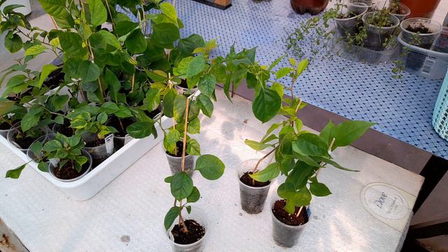 Саженцы Бугенвиллеи. Саджанці для продажу смотреть онлайн