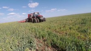 Выращивание чечевицы.  No-till  23.04.2018. Посев чечевицы красной