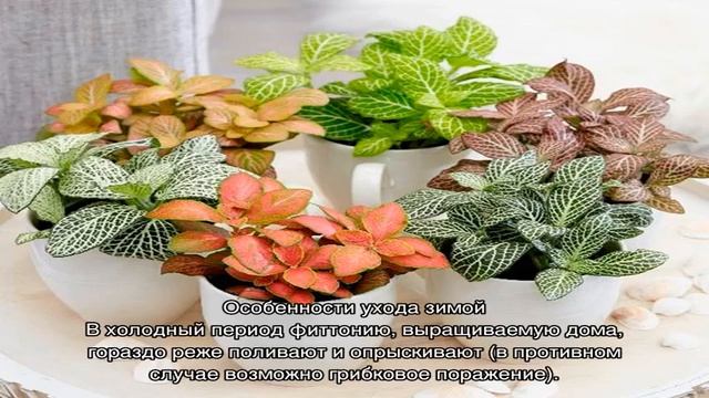 Фиттония микс — уход в домашних условиях смотреть онлайн