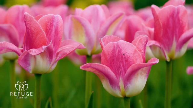 Relaxing Music And Nature Sounds To Sleep, Meditate And Stress Relieve