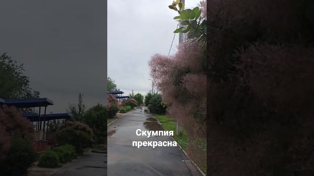 Скумпия кожевенная или париковое дерево. Сахарная вата! смотреть онлайн