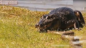 АНАКОНДА В ДЕЛЕ! Анаконда против крокодила тигра пантеры