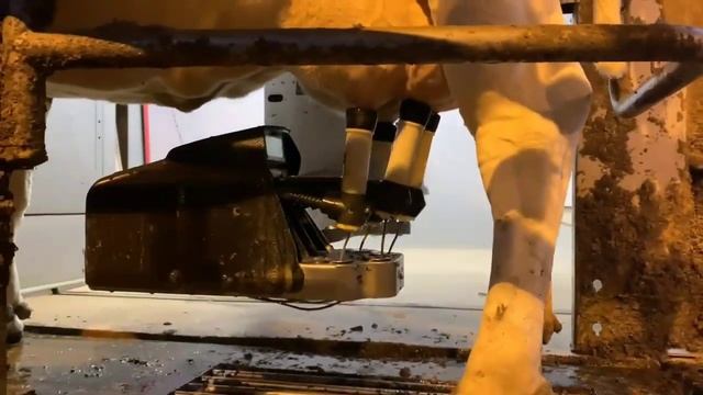 Ферма коров как бизнес #мимимико #молочная ферма #семейнаяферма #молочныйбизнес #фермерскоехозяйств смотреть онлайн