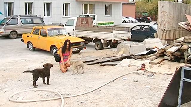 Совсем скоро начнётся отлов бродячих животных смотреть онлайн