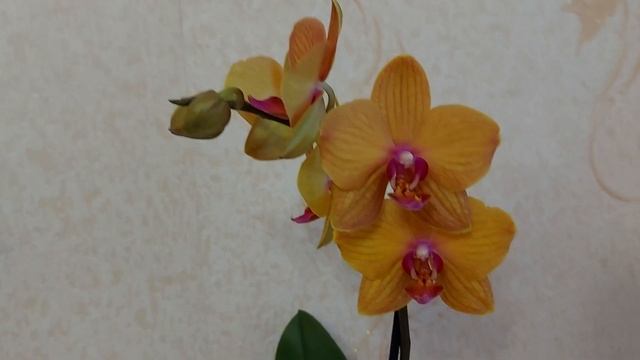 Хомяк не дремлет ? Ушла из магазина не с пустыми руками ? Обзор моих орхидей ?