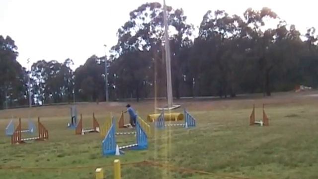 Papillon Agility Aust - Buddy Jump W'Dilly Oct 07 смотреть онлайн