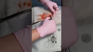 косметический шов на коже(стерилизация кошки)