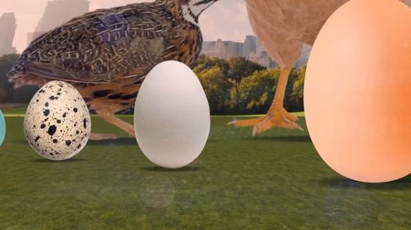 Animal Egg Size Comparison | The Biggest Eggs of the Animal World | World INFO