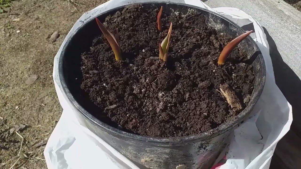 РОЗЫ после зимы. Съемка 9 апреля смотреть онлайн