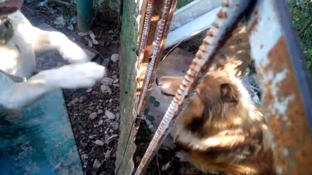 Лабрадор ищет хозяина смотреть онлайн