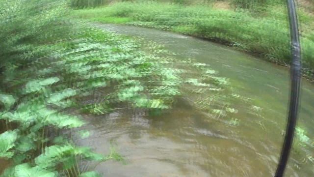 Таежный Хариус. Хариус на муху. Сибирский Хариус. Хариус в Кузбассе. Сибирская форель. смотреть онлайн