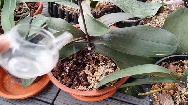 Just one potato can make Orchids immediately bloom with many flowers, easily and cheaply смотреть онлайн