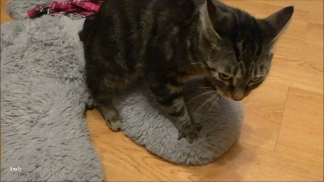 Идеальный подарок на 14 февраля - День Святого Валентина. смотреть онлайн