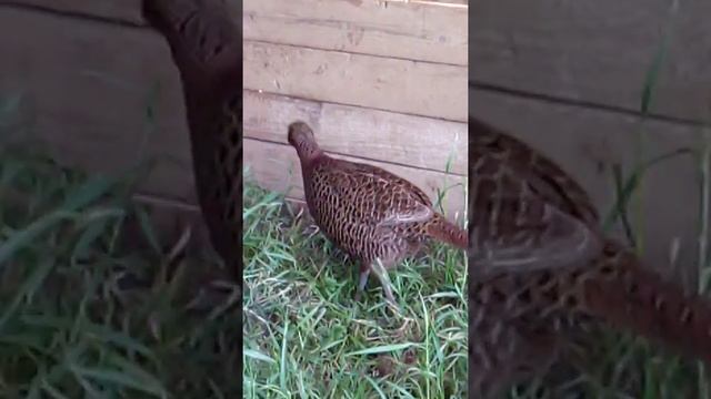 Летнее содержание семьи Румынского Фазана смотреть онлайн